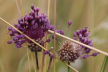 Weinberg-Lauch (Allium vineale)