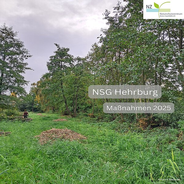 Pflegemaßnahmen 2025 im Naturschutzgebiet Hehrburg 🌿🪵Ein wichtiger Bestandteil war der&hellip;