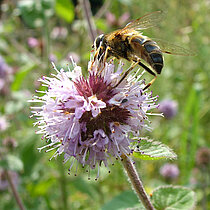 Gewöhnlicher Teufelsabiss Blüte mit Mistbiene.