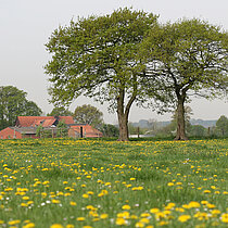Wiese mit Bäumen und Gebäuden im Hintergrund.
