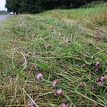 Artenreiche Wegränder müssen nachhaltig und fachgerecht gepflegt werden, um als Vernetzungsbiotop und Mahdgut-Spenderflächen erhalten zu bleiben.