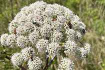 Waldengelwurz (Angelica sylvestris)