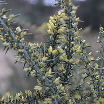 Der Stechginster (Ulex europaeus) ist nachweislich nicht im Münsterland heimisch und zählt weltweit mit zu den schlimmsten Neophyten. In den Borkenbergen hat sich dieser Neophyt über die Jahre stetig ausgebreitet und nun auch die sensible Sandlandschaft mit seinen Heiden erreicht.