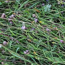 Frisches Mahdgut der Spenderfläche.