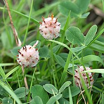 Erdbeer­Klee (Trifolium fragiferum). In NRW im Bestand gefährdet (Rote Liste NRW 2020).