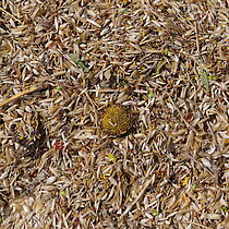 Wiesefix-Ernte: Das Saatgut der Spenderfläche wird getrocknet und bis zum Spätsommer gelagert.