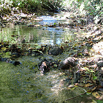 Bach im NSG Bombecker Aa.