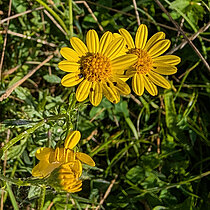 Wasser-Greiskraut (Senecio aquaticus)