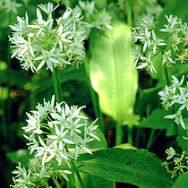 Bärlauch (Allium ursinum) 