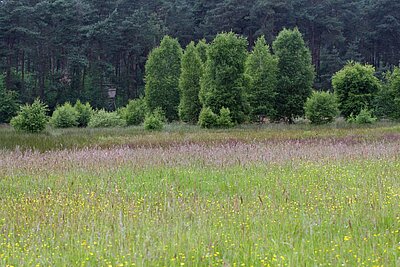 Blühende Feuchtwiese im Juni vor dem ersten Schnitt FFH‐Gebiet Borkenberge (Lüdinghausen)