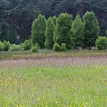 Blühende Feuchtwiese im Juni vor dem ersten Schnitt FFH‐Gebiet Borkenberge (Lüdinghausen)