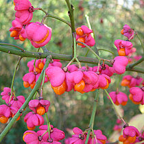 Pfaffenhütchen mit korallenroten Früchten.