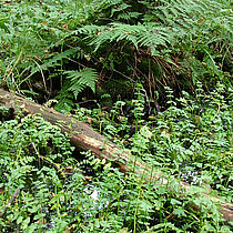 Liegender Baumstamm im Bruchwald.
