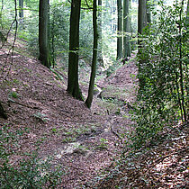 Bachtal des Eliabsbaches, der sich mehrere Meter tief in das Gelände eingegraben hat.