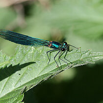 Gebänderte Prachtlibelle