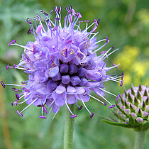 Gewöhnlicher Teufelsabiss mit violetter Blüte.