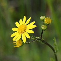Wasser-­Greiskraut (Senecio aquaticus). In NRW im Bestand gefährdet (Rote Liste NRW 2020)