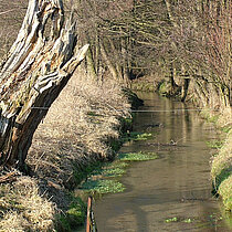 Die Stever nur wenige hundert Meter unterhalb des Quellgebietes