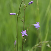 Rapunzel-­Glockenblume (Campanula rapunculus), in NRW im Bestand gefährdet (Rote Liste NRW 2020).