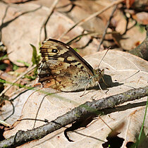 Waldbrettspiel Schmettling