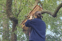 Steinkauzröhren Installation