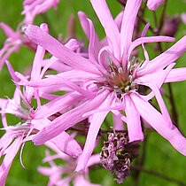Kuckucks-Lichtnelke (Lychnis flos-cuculi)