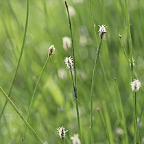 Eleocharis_palustrisGewöhnliche Sumpfbinse (Eleocharis palustris)