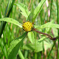 Schwarzfrüchtiger Zweizahn (Bidens frondosa)