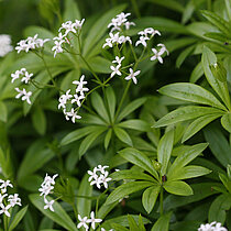 Weiß blühender Waldmeister.