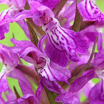 Breitblättriges Knabenkraut mit violetter Blüte.