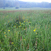 Feuchtgrünlandbestände mit Sumpf-Dotterblumen (Calthion)