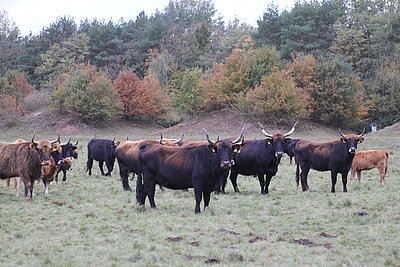 Depot Visbeck (Dülmen): Robuste Rinderrassen wie zum Beispiel das Taurusrind eignen sich besonders für Naturschutz-Großprojekte. Sie können das ganze Jahr über bei jeder Witterung draußen bleiben und sind bezüglich der Futterqualität sehr genügsam. Im Kreis Coesfeld sind sie für das Beweidungsprojekt „Westfalens Wilder Westen“ in den Borkenbergen vorgesehen. Das Zuchtvorbild ist der Auerochse, eine ausgestorbene Wildform des Hausrindes.