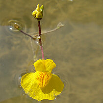 Südlicher Wasserschlauch mit gelber Blüte.
