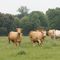 Rinderweide im NSG Tiergarten