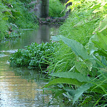 Echter Beinwell (Symphytum officinale)