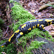 Feuersalamander auf einem liegenden Baumstamm.