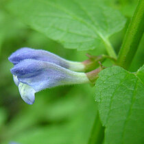Sumpf-Helmkraut (Scutellaria galericulata)